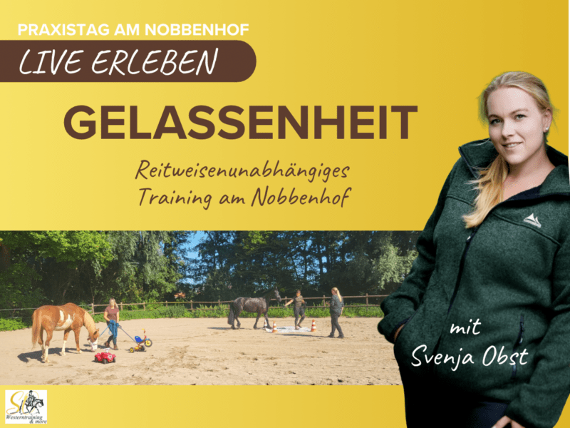 Gelassenheitstraining mit Pferd – Mehr Ruhe, Vertrauen & Partnerschaft im Alltag