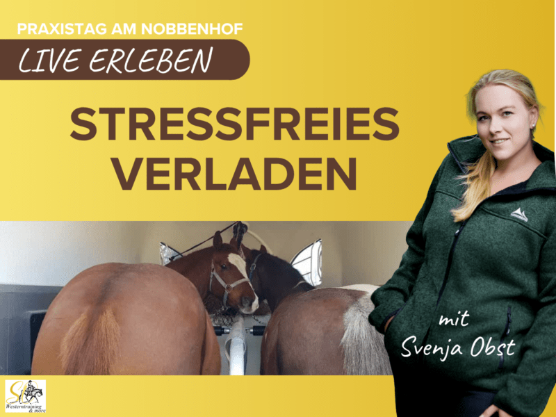 Kompaktkurs: Sicheres und stressfreies Verladen von Pferden